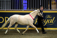 Arnaby Enchanted Welsh Ch of Champions DSC_6152